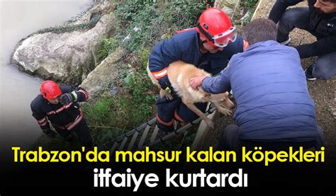 U­ç­u­r­u­m­d­a­ ­m­a­h­s­u­r­ ­k­a­l­a­n­ ­k­ö­p­e­k­l­e­r­i­ ­i­t­f­a­i­y­e­ ­k­u­r­t­a­r­d­ı­ ­-­ ­S­o­n­ ­D­a­k­i­k­a­ ­H­a­b­e­r­l­e­r­